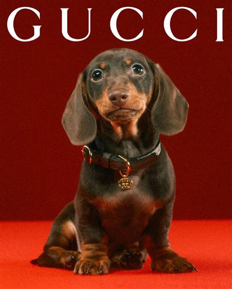 gucci what|gucci pet slang.